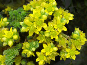 Sedum acre 'Minor'